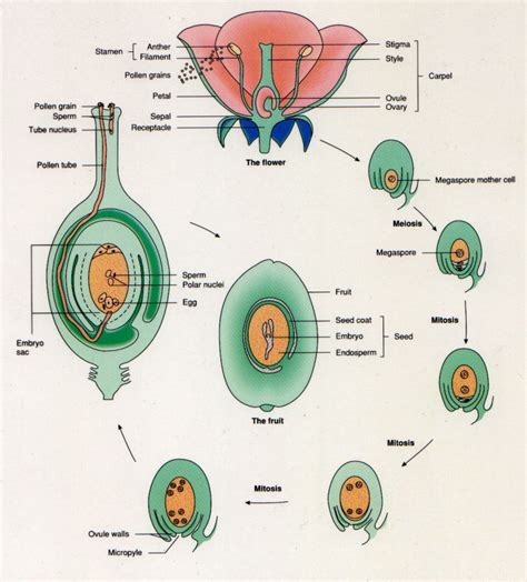 explain the phenomenon of double fertilization|explain double fertilization with diagram.